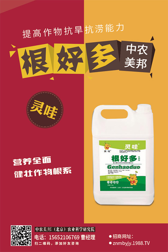 油麥菜白粉病有哪些危害？是如何引起的？油麥菜白粉病的防治措施