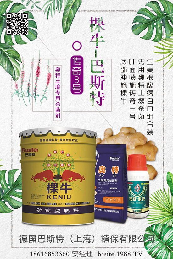 菜豆要高產(chǎn)，種植方法很重要！菜豆如何高產(chǎn)栽培呢？