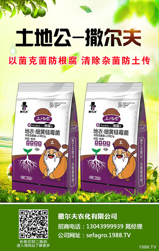     秋季大棚種植什么比較好？種植什么蔬菜好及推薦品種！秋茬大棚種植指南！