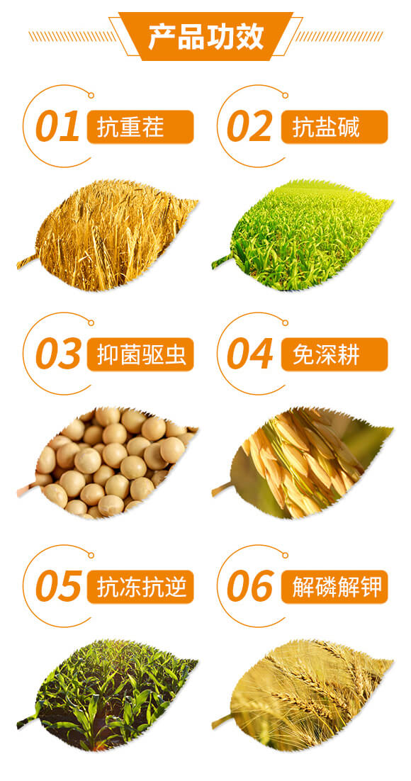 大豆玉米水稻專用微生物菌劑-中農(nóng)國控_03