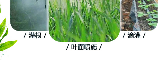 單一元素懸浮水溶肥料-懸浮硼鋅-英爾果_10