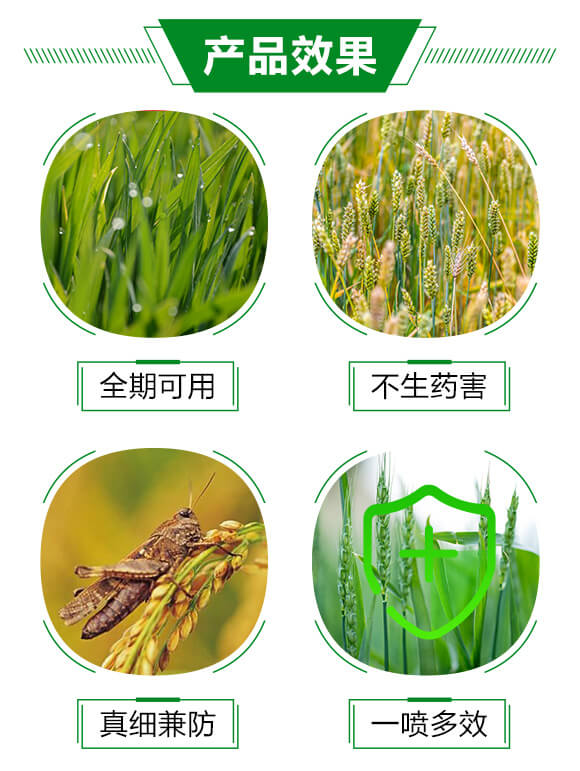 靶斑病生物制劑-絕斑-強(qiáng)農(nóng)生物_03