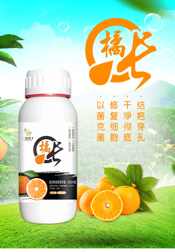 膠凍樣類芽孢桿菌·哈茨木霉菌-橘長(zhǎng)-三顆橘子_01