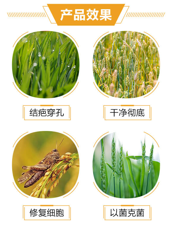 膠凍樣類芽孢桿菌·哈茨木霉菌-橘長(zhǎng)-三顆橘子_03