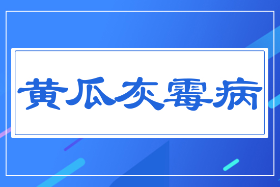 黃瓜灰霉病