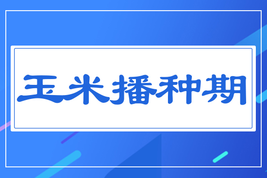 玉米播種期