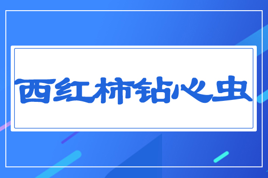 西紅柿鉆心蟲