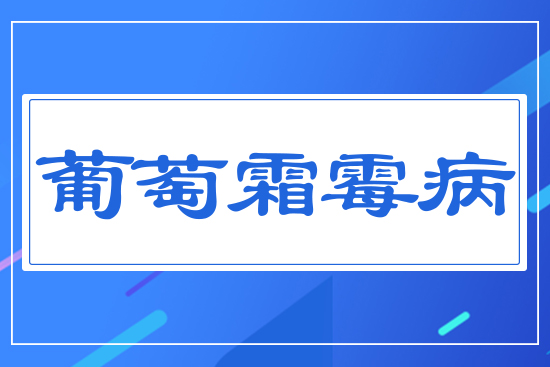 葡萄霜霉病