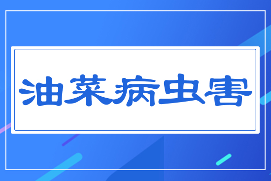 油菜重大病蟲害