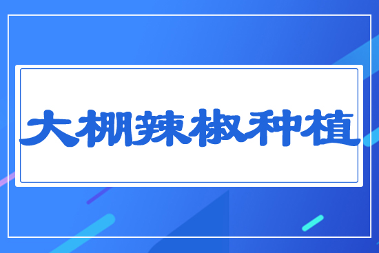 大棚辣椒種植