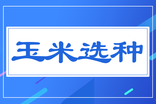 玉米選種