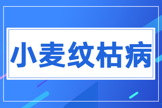 小麥紋枯病