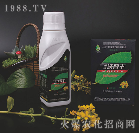 油菜專用氨基松脂菌露母液葉面肥-沃普豐