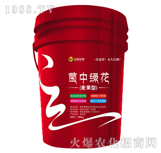 菌中綠花（膨果型）-云揚(yáng)生物