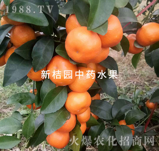 中醫(yī)農(nóng)業(yè)的藥肥效果-新桔園